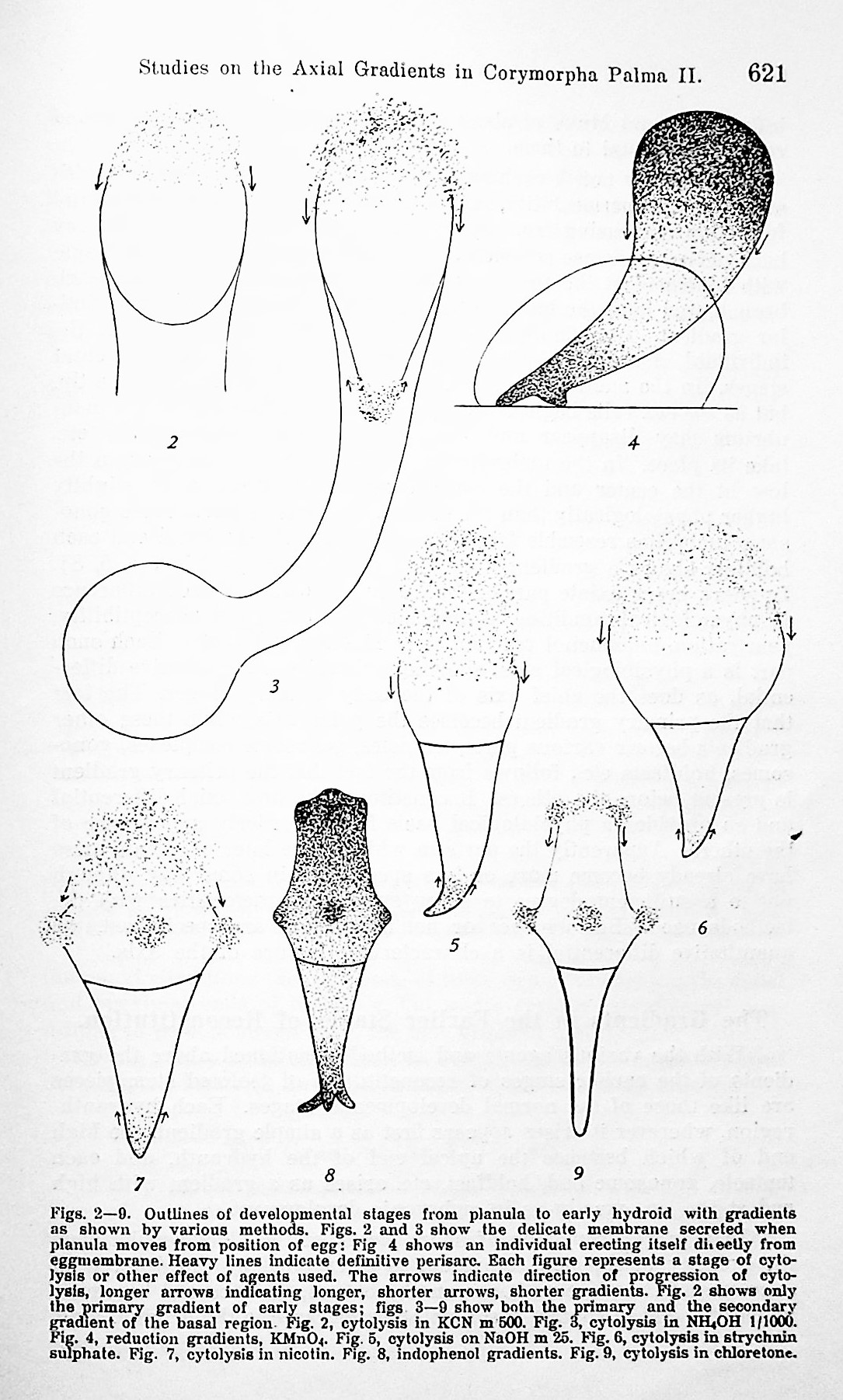 Image for Studies on the axial gradients in Corymorpha palma. I. Respiratory, electric and reconstitutional gradients (authored with L. H. Hyman) TOGETHER WITH Studies on the axial gradients in Corymorpha palma. II. Differential susceptibility, penetration and oxidation-reduction in development and reconstitution TOGETHER WITH Studies on the axial gradients in Corymorpha palma. III. Control and modification of polarity and symmetry in reconstitution by differential exposure