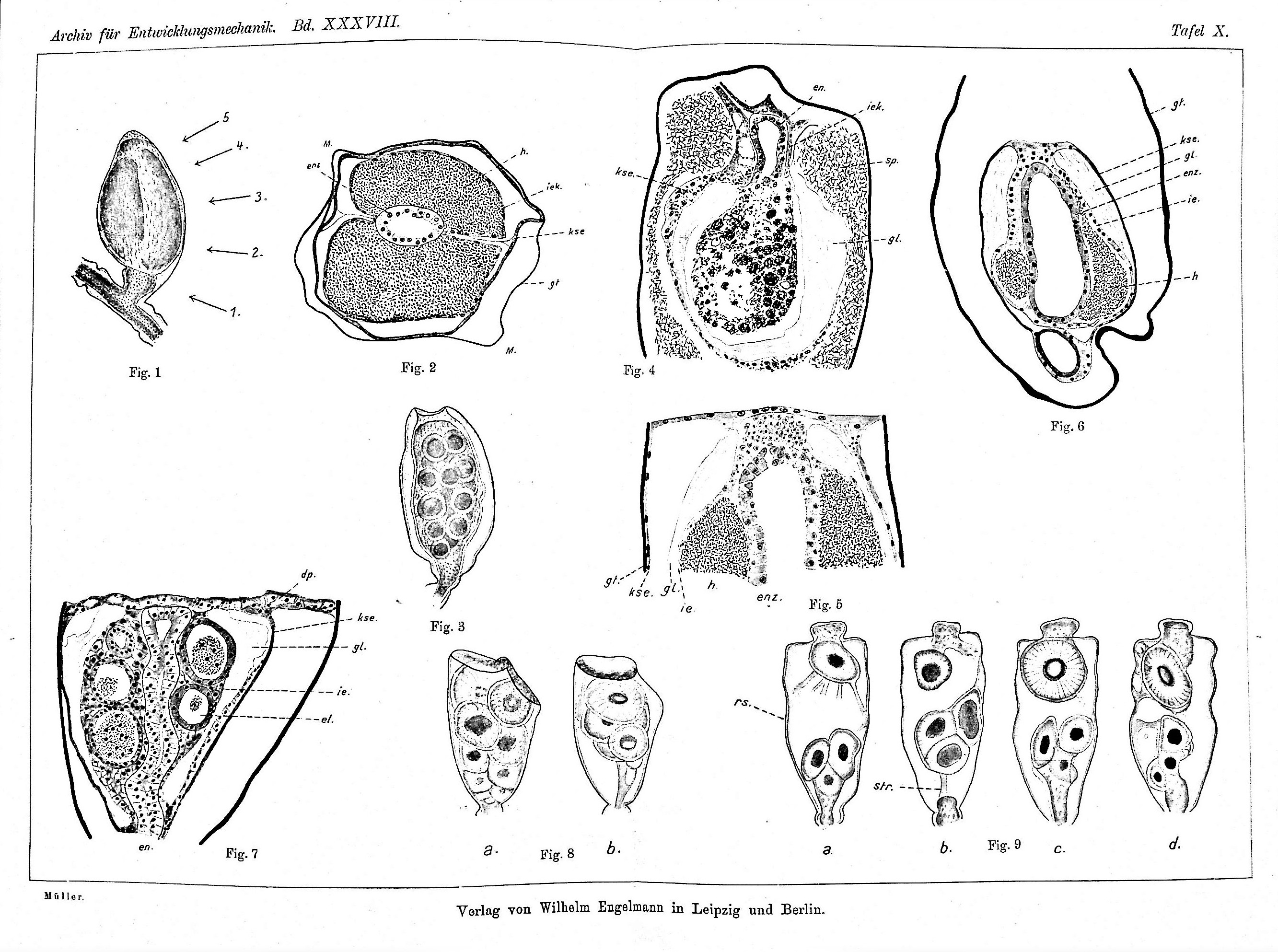 Image for Die regeneration der gonophore bei den hydroiden und anschliessende biologische beobachtungen [Regeneration of the gonophore in hydroids and subsequent biological observations].. Vol. I. Athecata; Vol. II. Thecata
