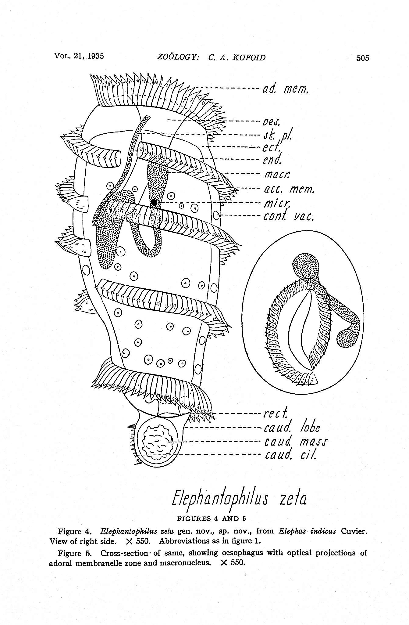 Image for On two remarkable ciliate protozoa from the caecum of the Indian elephant