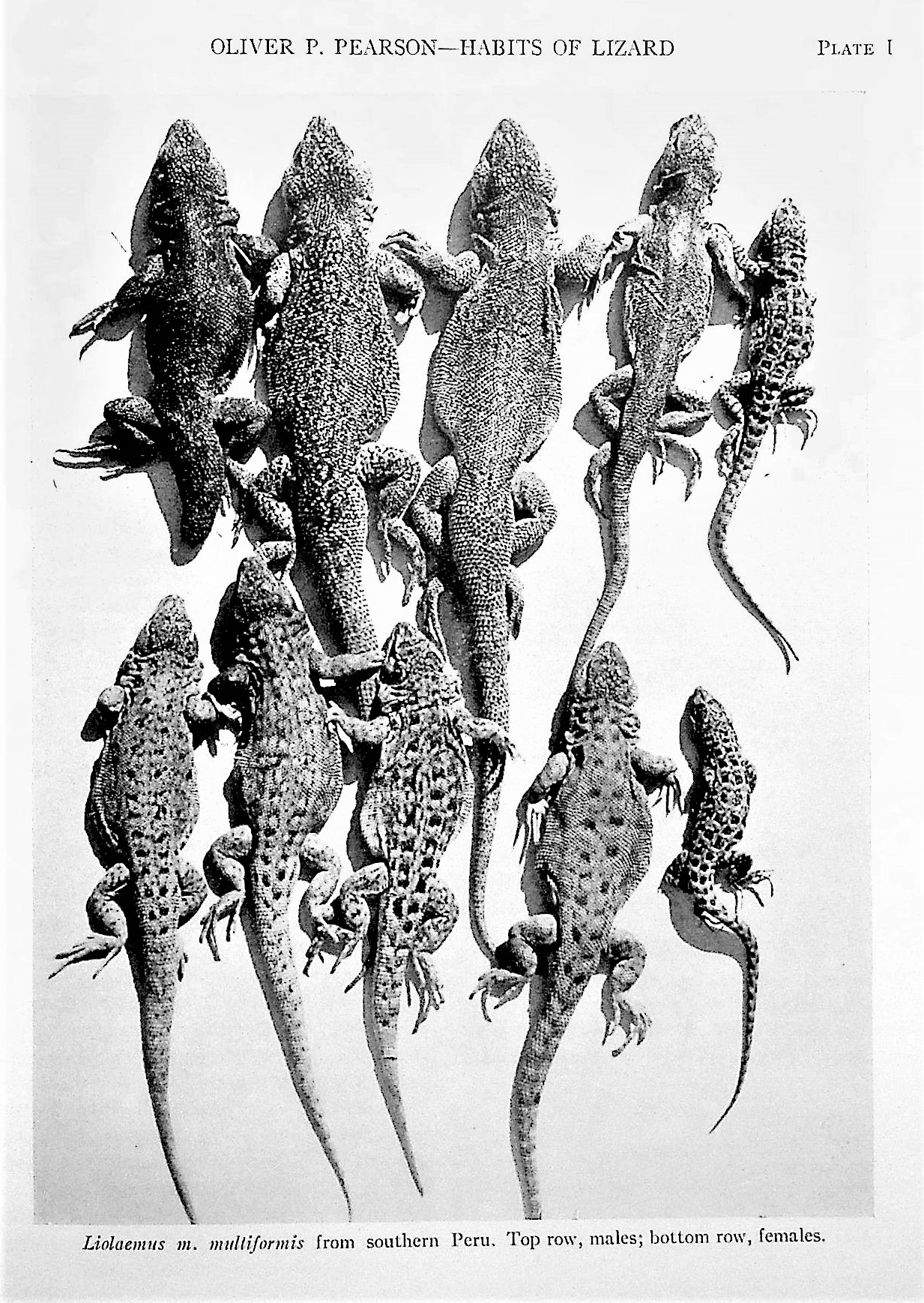 Image for Collection of 36 offprints by legendary ecologist and Director of the Museum of Vertebrate Zoology, UC Berkeley
