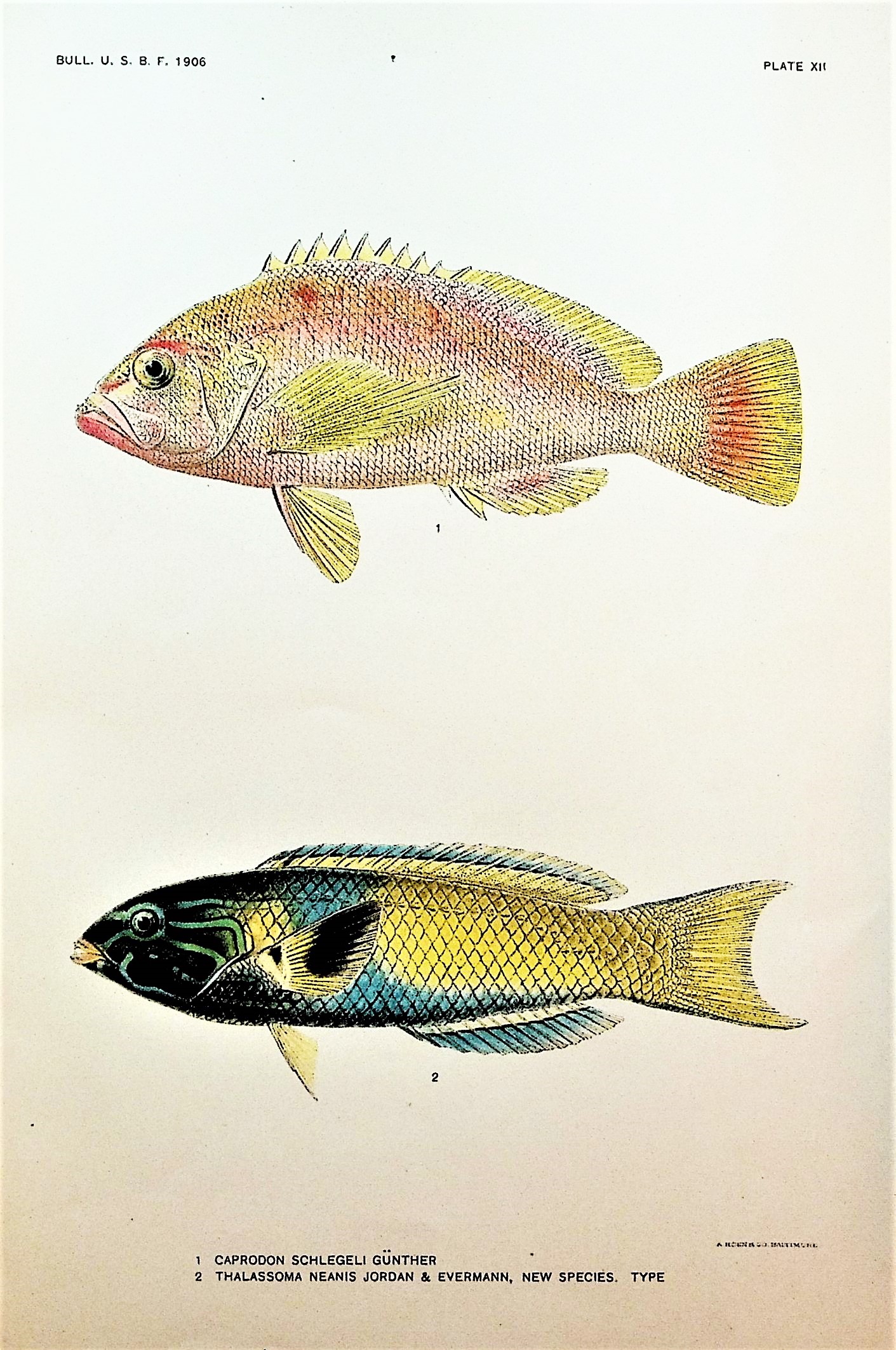Image for A collection of offprints on the biology and classification of fishes