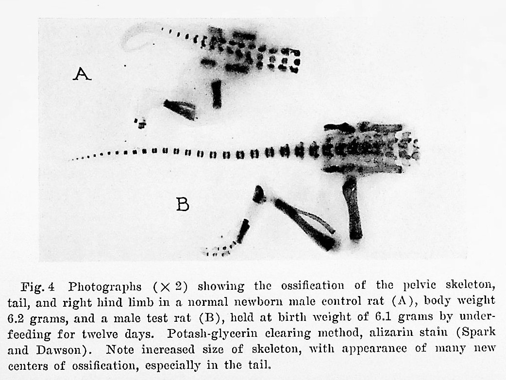 Image for Structural changes when growth is suppressed by undernourishment in the albino rat TOGETHER WITH 4 additional offprints
