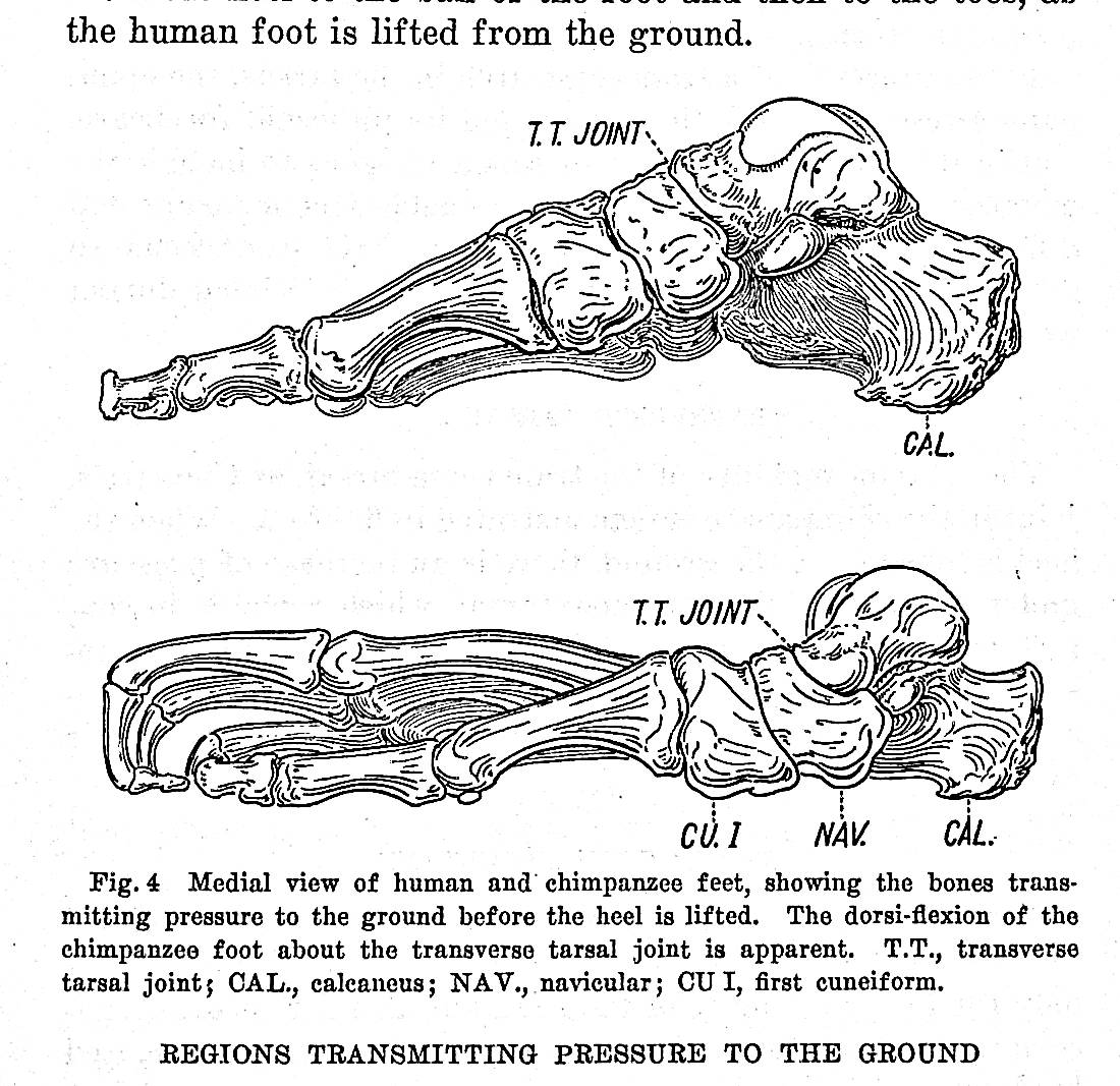 Image for A cinematic study of the distribution of pressure in the human foot TOGETHER WITH 6 other offprints