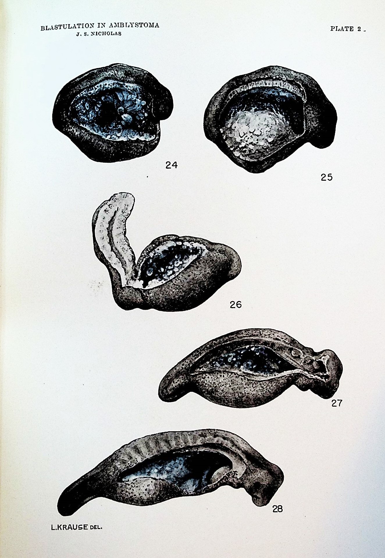 Image for The development of rat embryos in tissue culture. Proceedings of the National Academy of Sciences. December, 1934. TOGETHER WITH 15 additional offprints