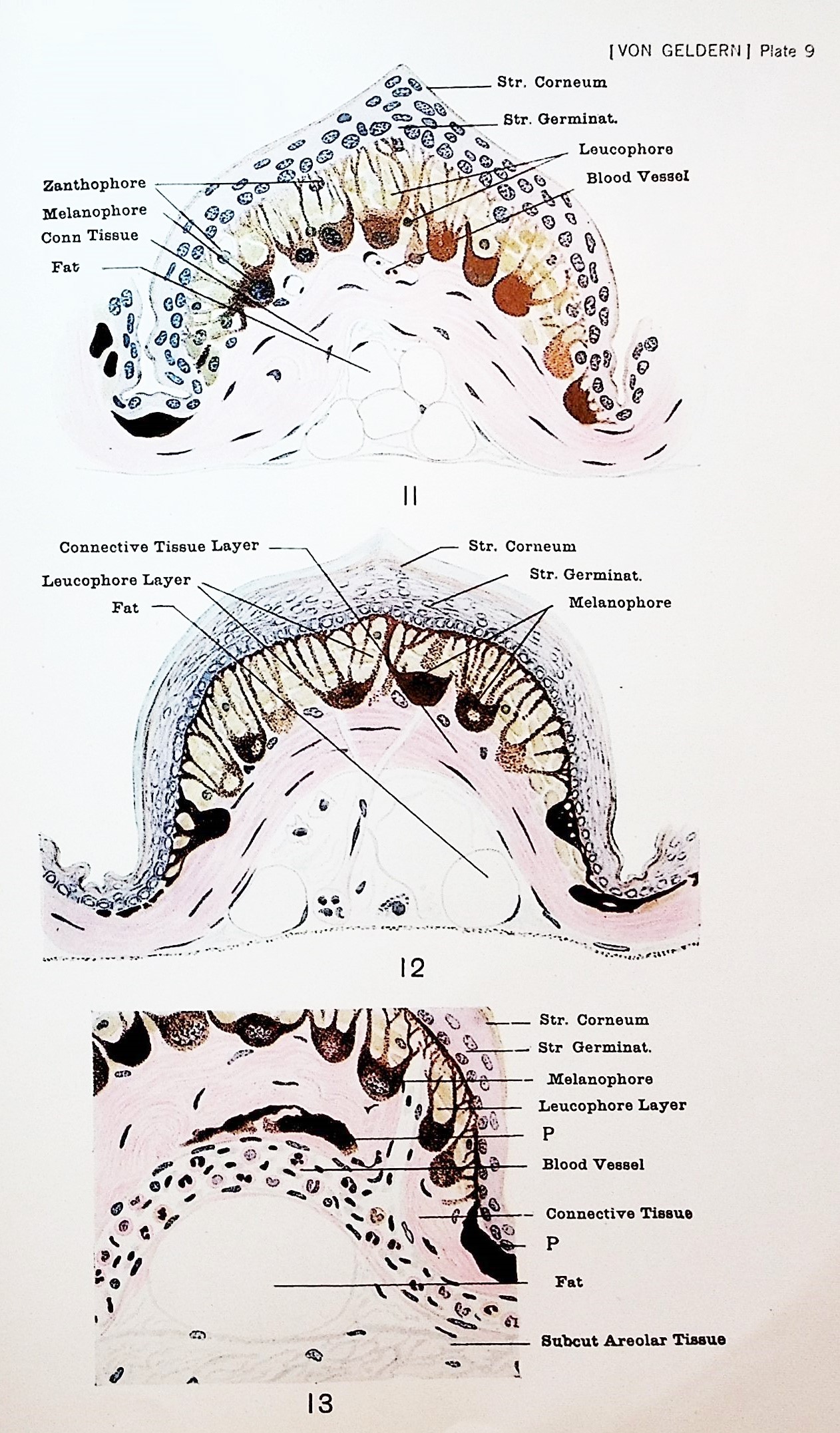 Type shape and abundance of chromatophores biology essay 06 image