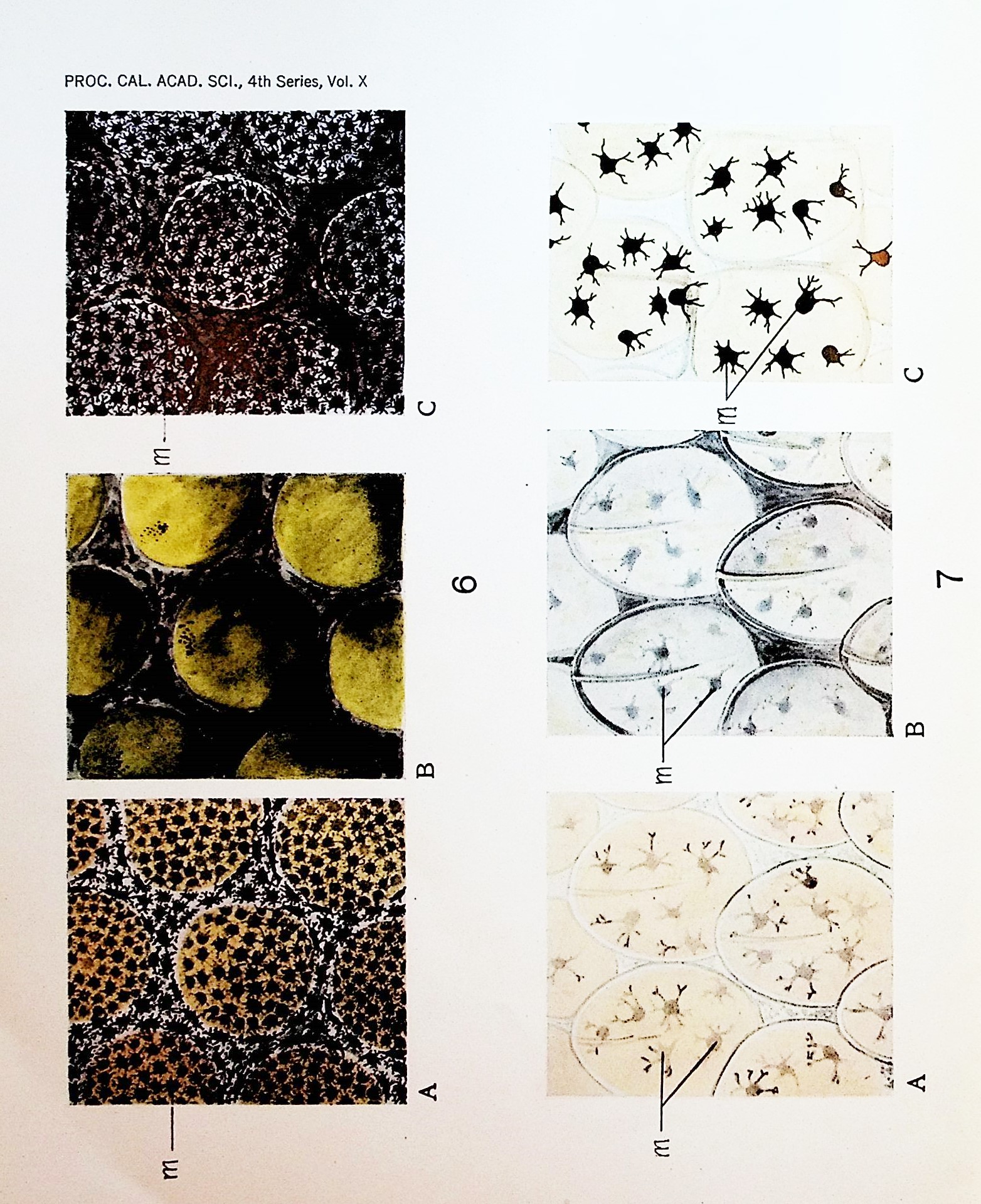 Type shape and abundance of chromatophores biology essay 05 image