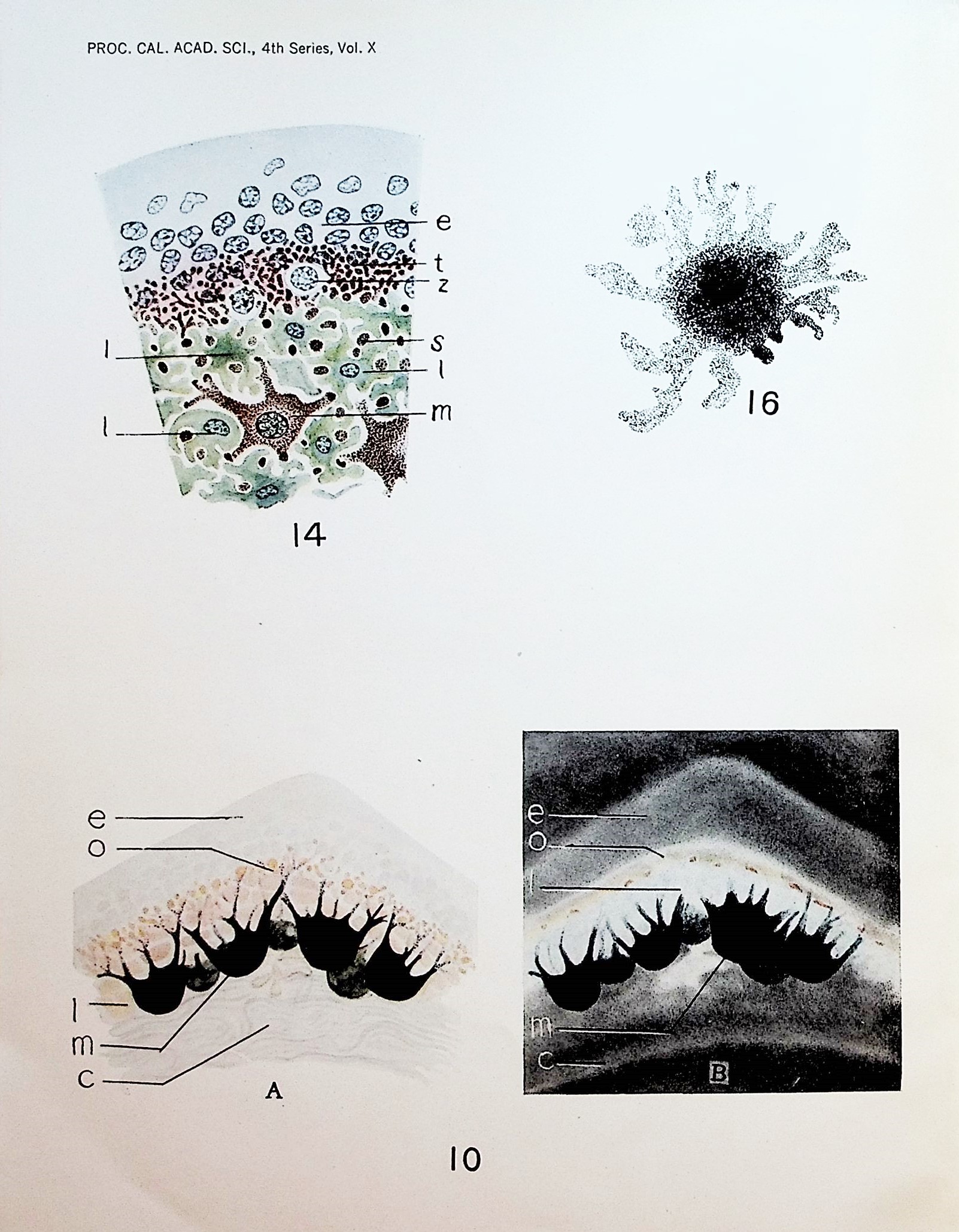 Type shape and abundance of chromatophores biology essay 02 picture