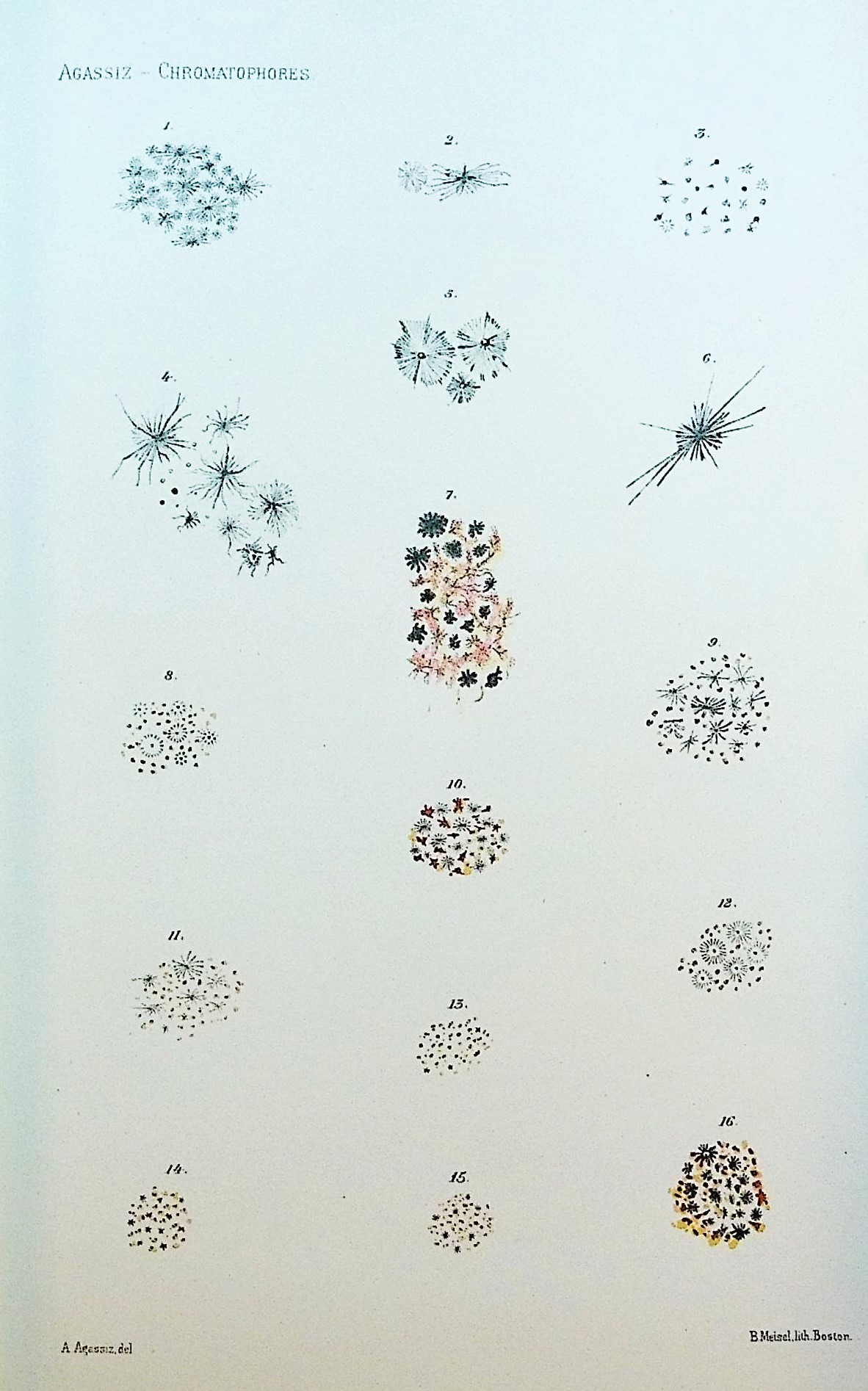 Type shape and abundance of chromatophores biology essay 07 picture