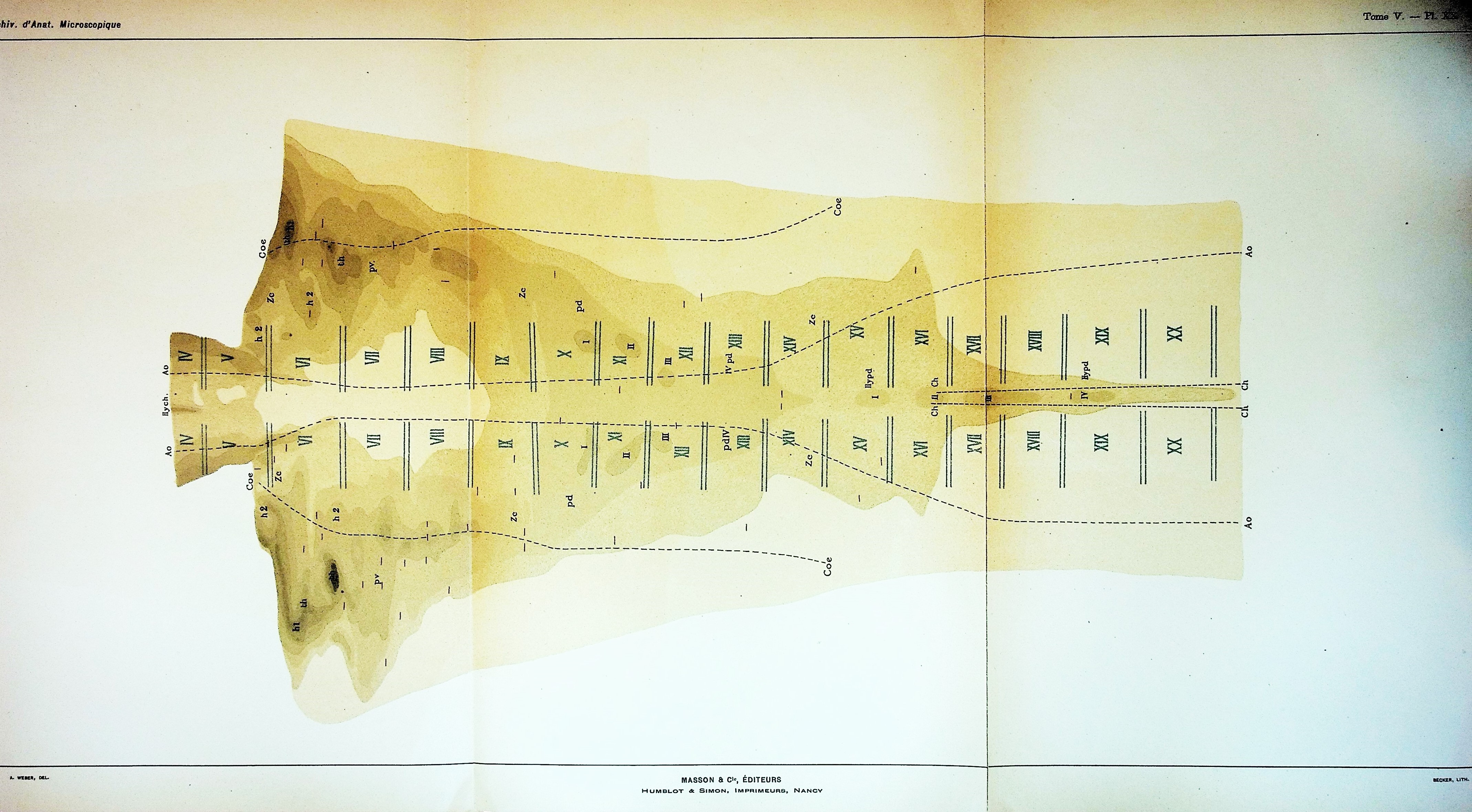 Image for l'Origine des Glandes Annexes de l'Intestin Moyen chez les Vertebres