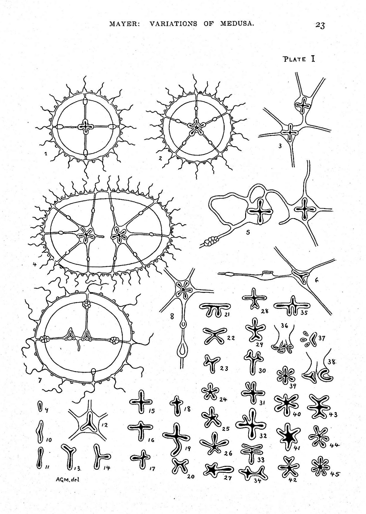 Image for Reports on the Scientific Results of the Expedition to the Tropical Pacific, in Charge of Alexander Agassiz, by the U. S. Fish Commission Steamer Albatross from August, 1899, to March, 1900, Commander Jefferson F Moser, U. S. N., Commanding. III. Medusae, TOGETHER WITH 4 additional monographs on medusae by A. G. Mayer