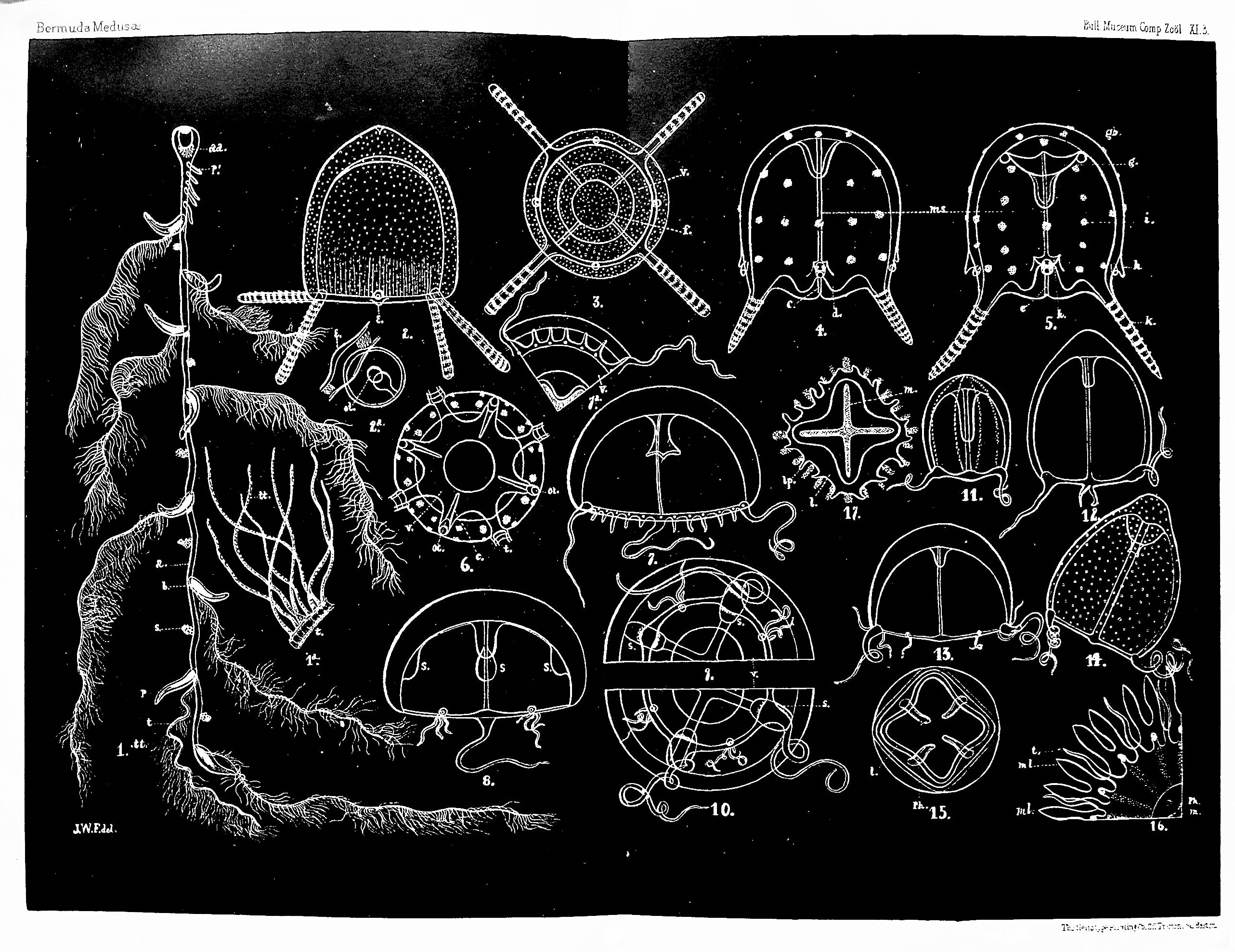 Image for A few medusae from the Bermudas TOGETHER WITH  On certain medusae from New England