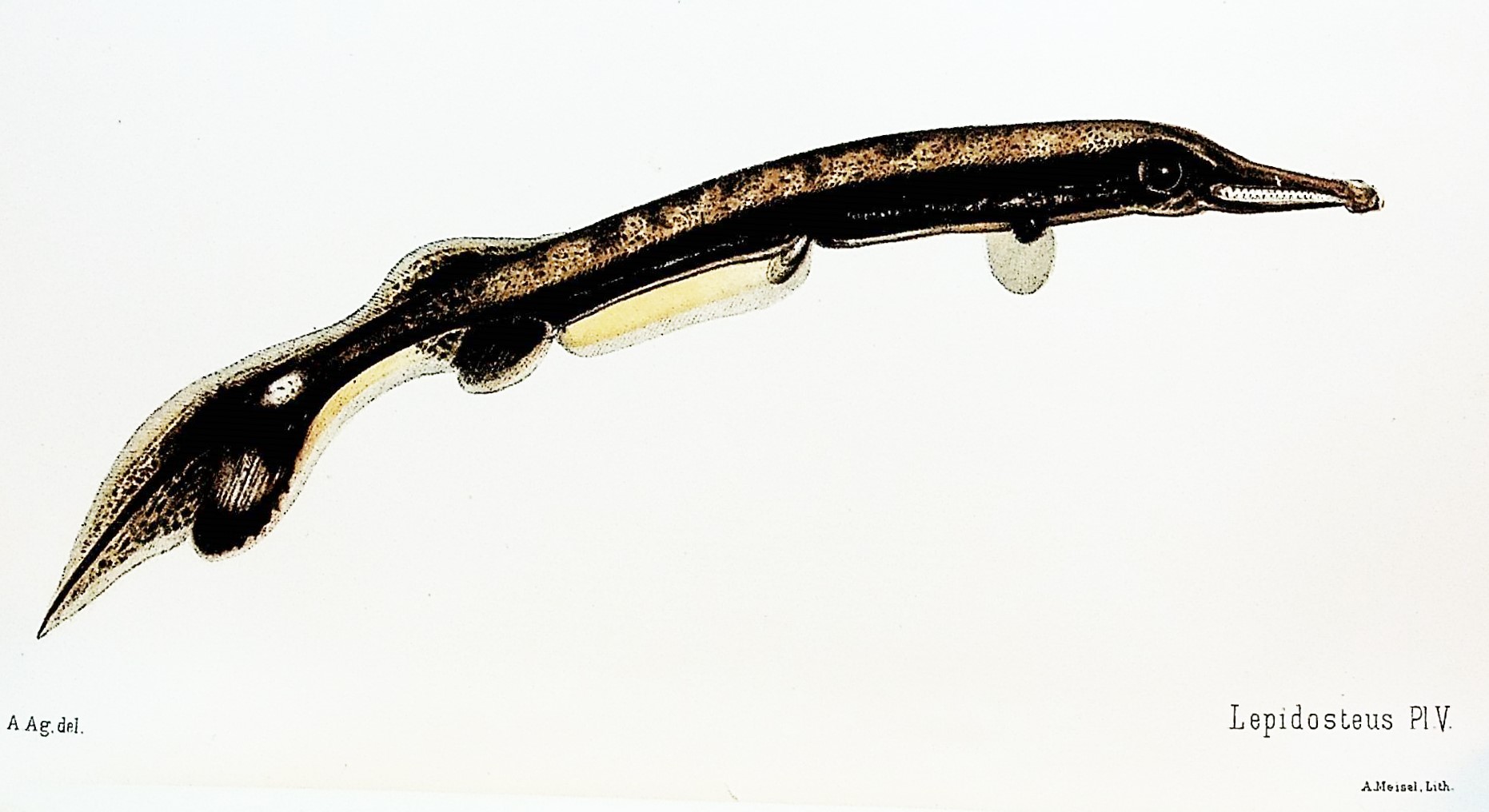 Image for The development of Lepidosteus TOGETHER WITH 4 other offprints on embryology and comparative anatomy of fish from the Museum of Comparative Zoology at Harvard College