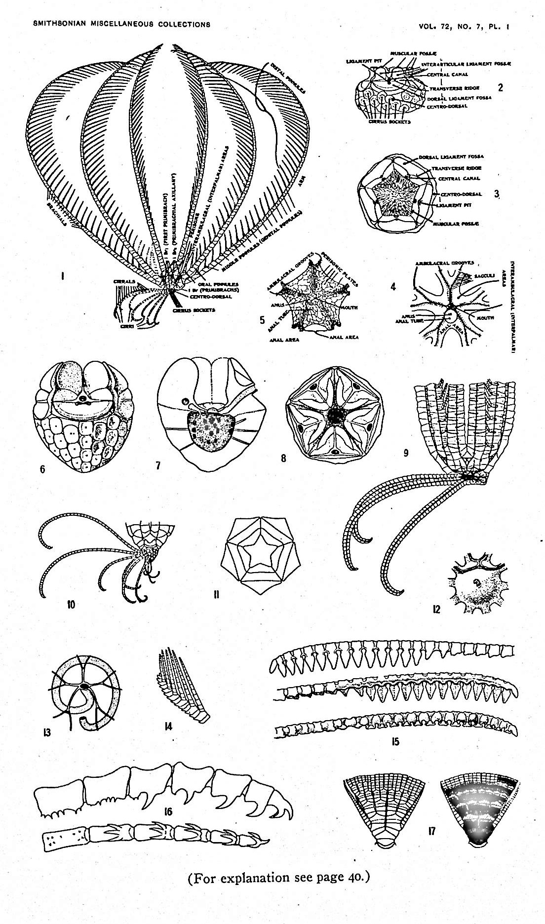 Image for Sea-Lilies and Feather-Stars
