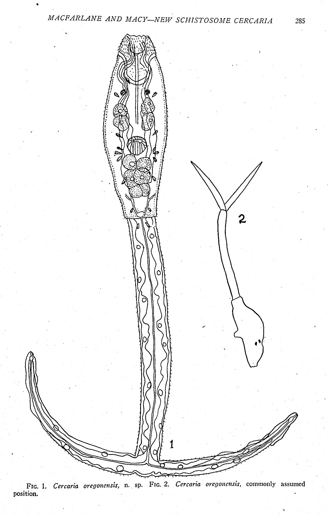 Image for Collection of 70 offprints on trematodes
