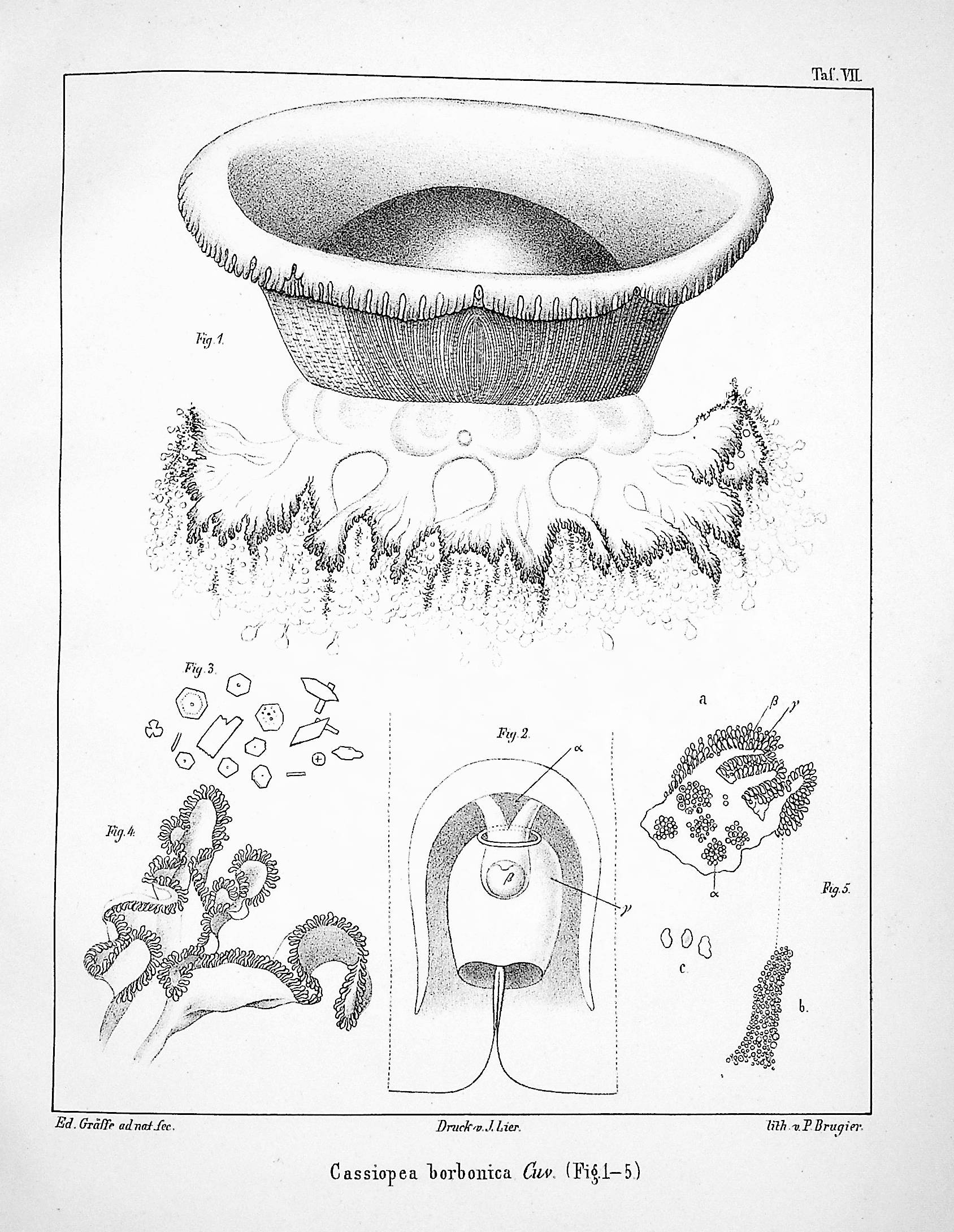 Image for Beobachtungen Uber Radiaten und Wurmer in Nizza [Observations on radiata and worms in Nice] TOGETHER WITH Nachtrag zu dem Aufsatz uber Polycoryne helleri; Gastrodelphis clausii, nov. gen. et spec. [Polycoryne Helleri, a new genus of corynids; Gastrodelphis clausii, a new genus and species]