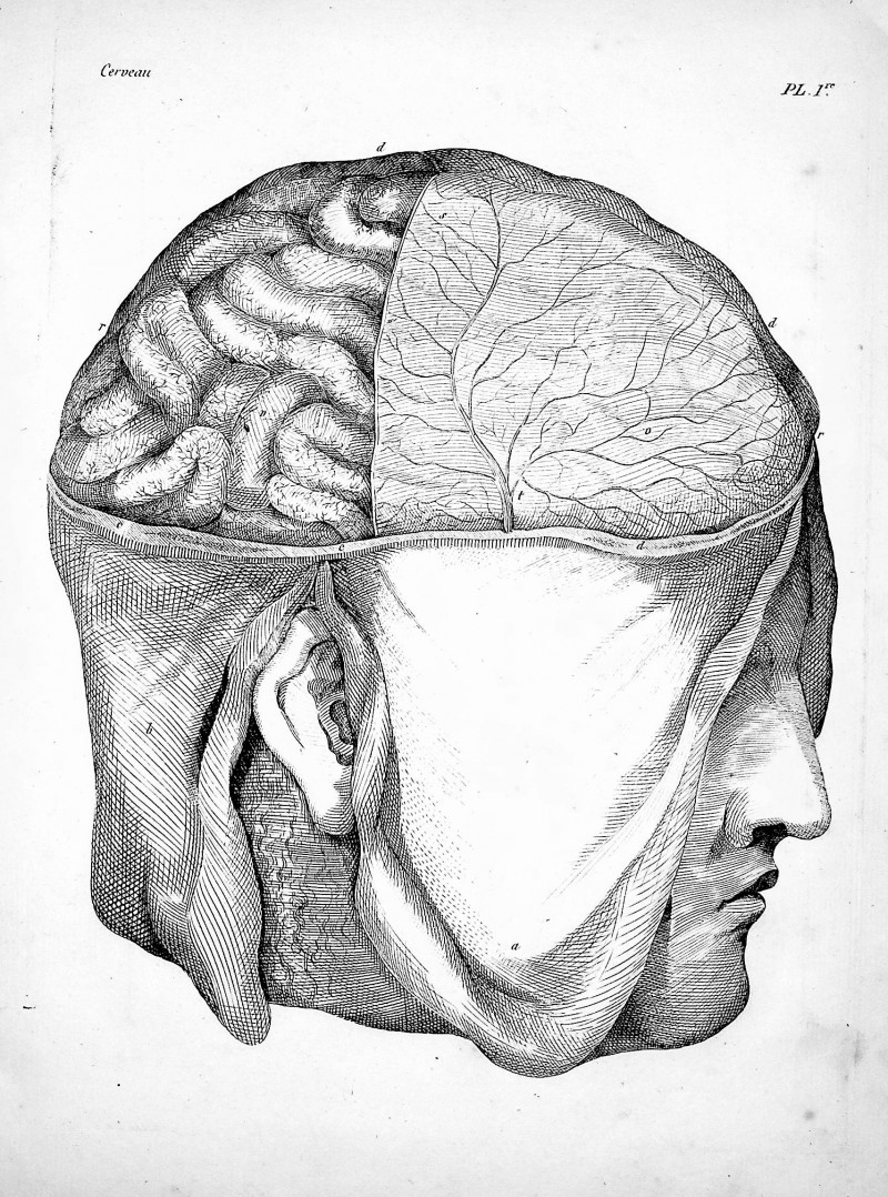 Image for Planches pour le Traite de l'Anatomie du Cerveau