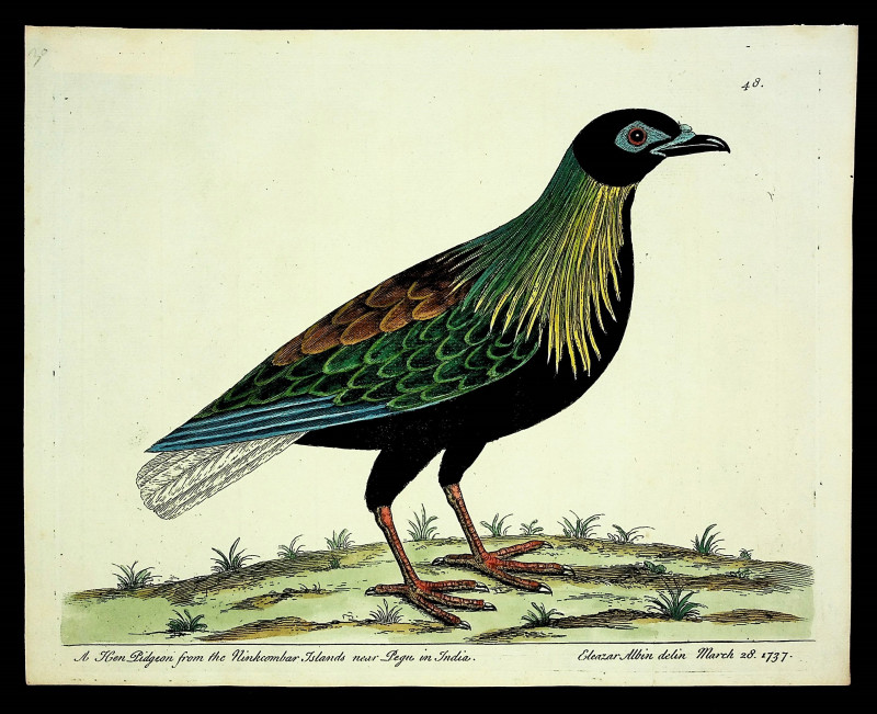 Image for A Hen Pidgeon from the Ninkcombar Islands near Pegu in India FROM A Natural History of Birds: illustrated with a hundred and one copper plates, curiously engraven from the life