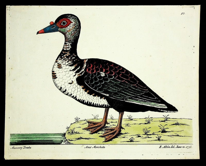 Image for Muscovy Drake, FROM A Natural History of Birds: illustrated with a hundred and one copper plates, curiously engraven from the life