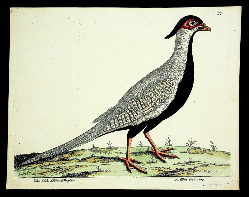 Image for The White China Pheasant, from A Natural History of Birds: illustrated with a hundred and one copper plates, curiously engraven from the life