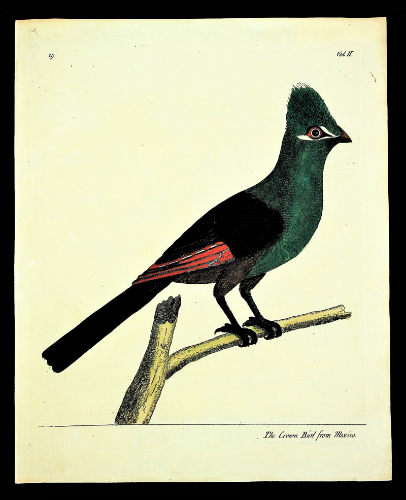Image for The Crown Bird from Mexico FROM A Natural History of Birds : illustrated with a hundred and one copper plates, curiously engraven from the life