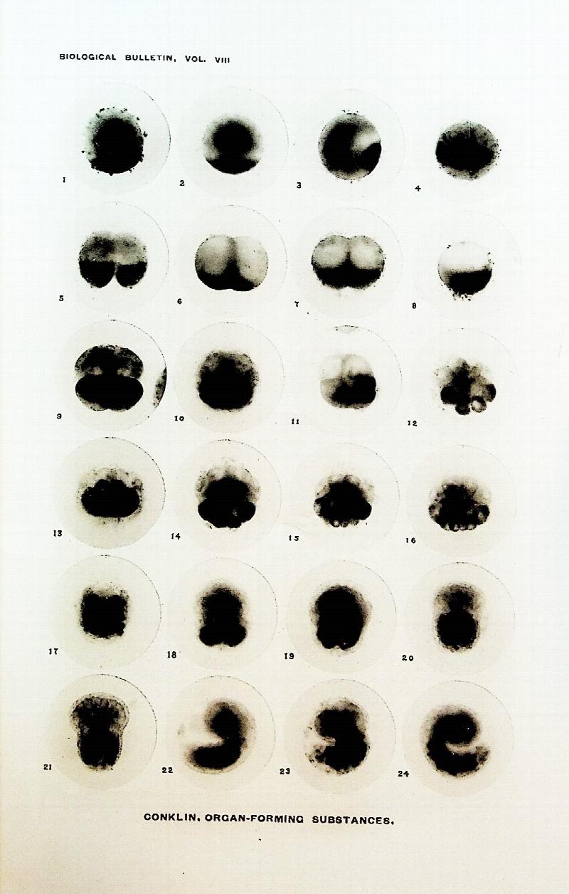 Image for Organ-forming substances in the eggs of ascidians