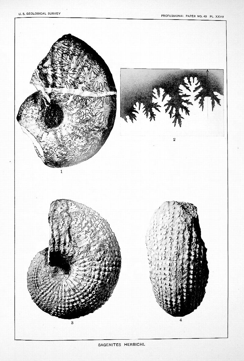 Image for Professional Paper No. 40, The Triassic Cephalopod Genera of America TOGETHER WITH Professional Paper No. 41, Geology of the Central Copper River Region, Alaska