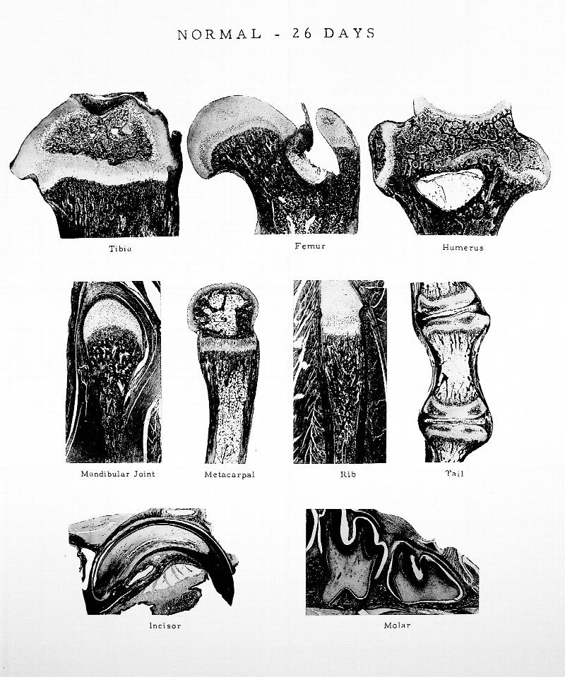 Image for Atlas of the Skeletal Development of the Rat
