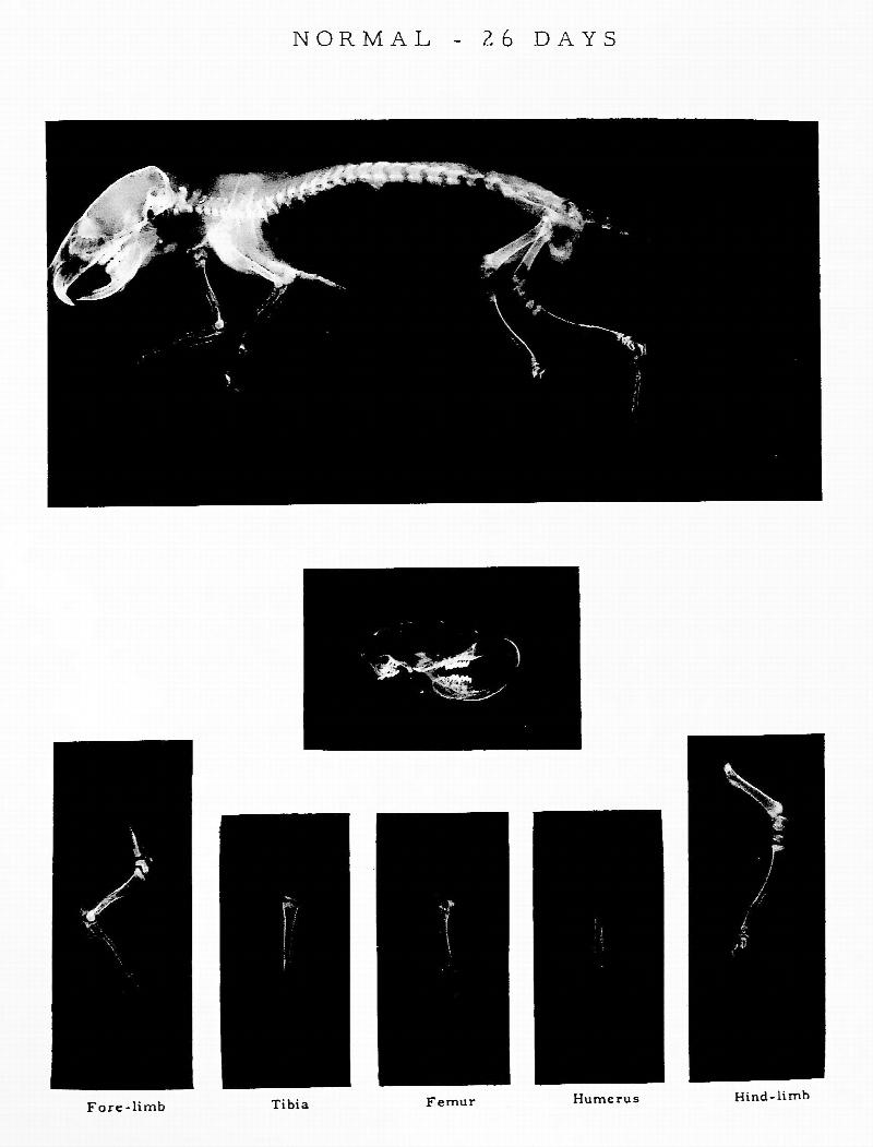Atlas of the Skeletal Development of the Rat