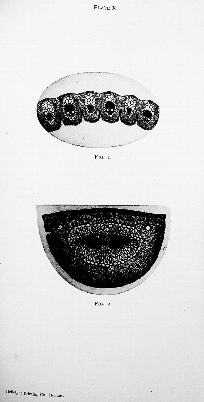 Image for Photo-Micrographs and How to Make Them. Illustrated by Forty-seven Photographs of Microscopic Objects, Photo-Micrographs, Reproduced by the Heliotype Process