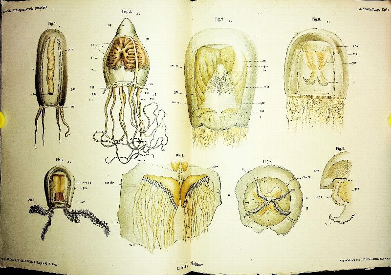 Image for Japanische Medusen IN Beitrage z. Naturgeschichte Ostasiens, [Japanese Medusae IN Contributions to Natural History of East Asia]