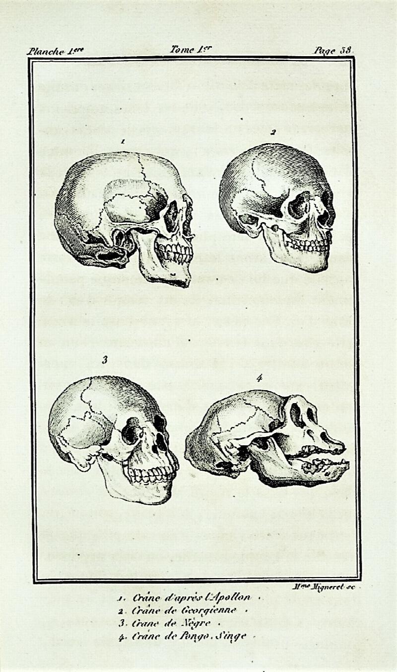 Image for Histoire Naturelle du Genre Humain, Nouvelle Edition, Augmentee et entierement refondue, ave figures