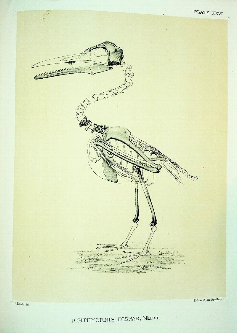 Image for Odontornithes: A Monograph on the Extinct Toothed Birds of North America; with thirty-four plates and forty woodcuts