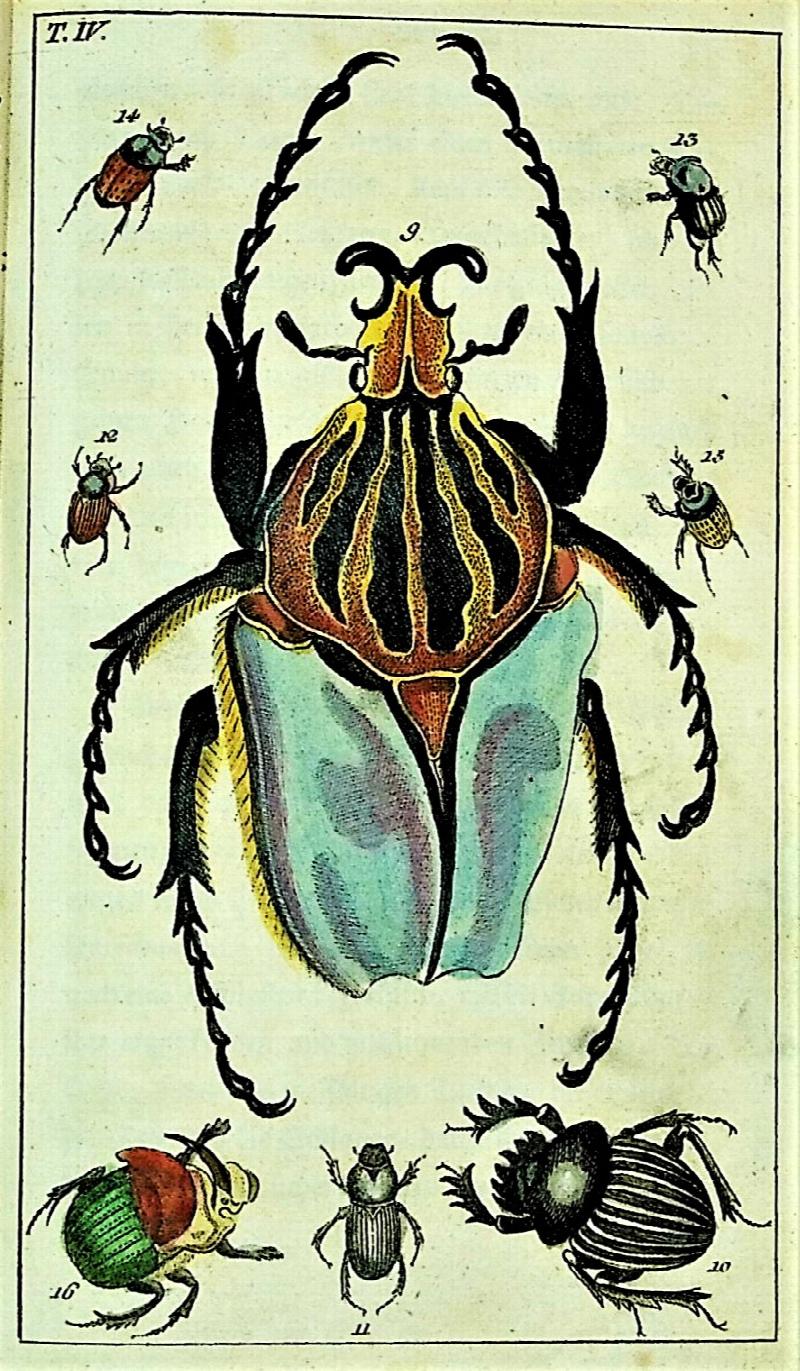 Image for Unterhaltungen aus der Naturgeschichte der Insecten 1. Teil [Discourses on the Natural History of Insects, Volume I]