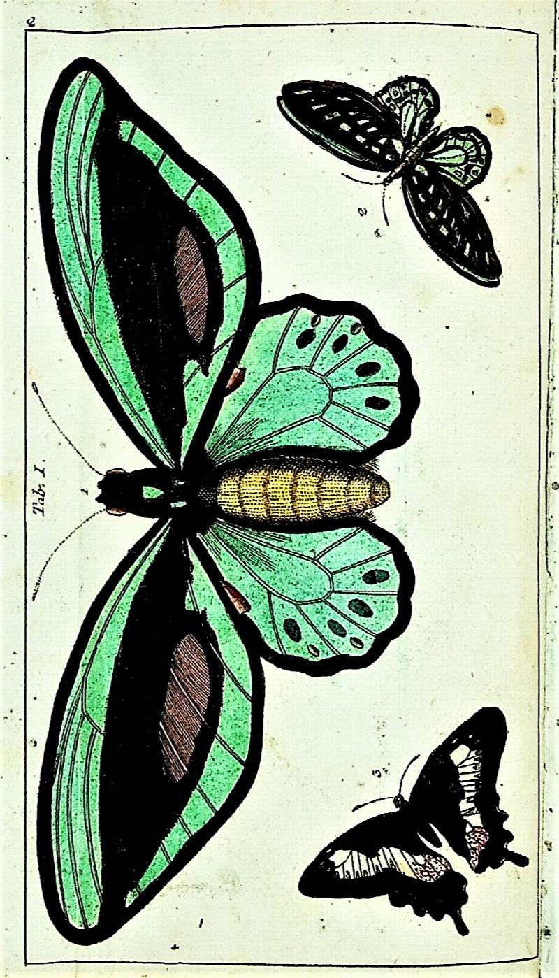 Image for Unterhaltungen aus der Naturgeschichte der Insecten 2. Teil