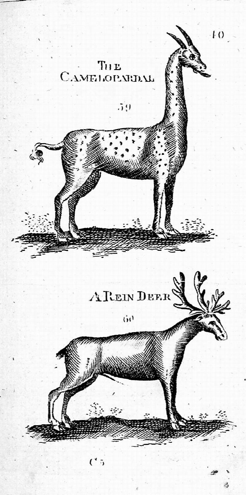 A Description of above Three Hundred Animals, viz. beasts, birds, fishes, serpents, and insects. With a particular account of the manner of catching whales in Greenland. Extracted from the best authors, and A Description of above Three Hundred Animals, viz. beasts, birds, fishes, serpents, and insects. With a particular account of the manner of catching whales in Greenland. Extracted from the best authors, and