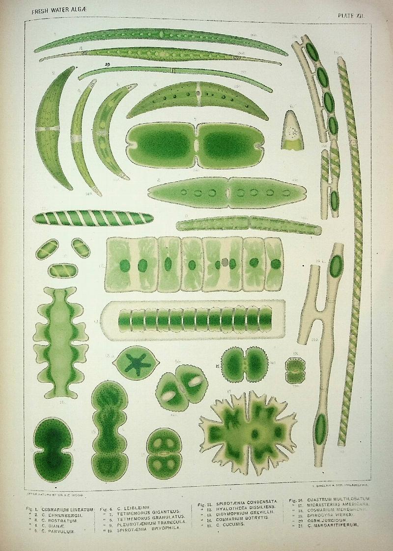 Image for A Contribution to the History of the Fresh-Water Algae of North America