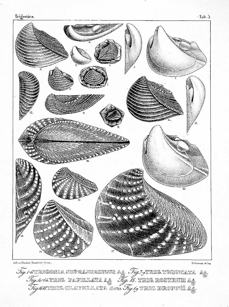 Image for Etudes Critiques sur les Mollusques Fossiles