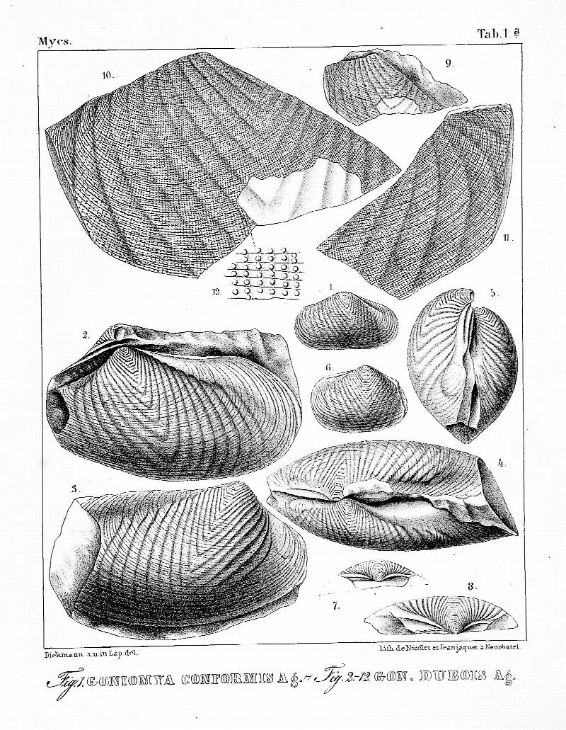 Études critiques sur les mollusques fossiles; / par Ls. Agassiz Études critiques sur les mollusques fossiles; / par Ls. Agassiz