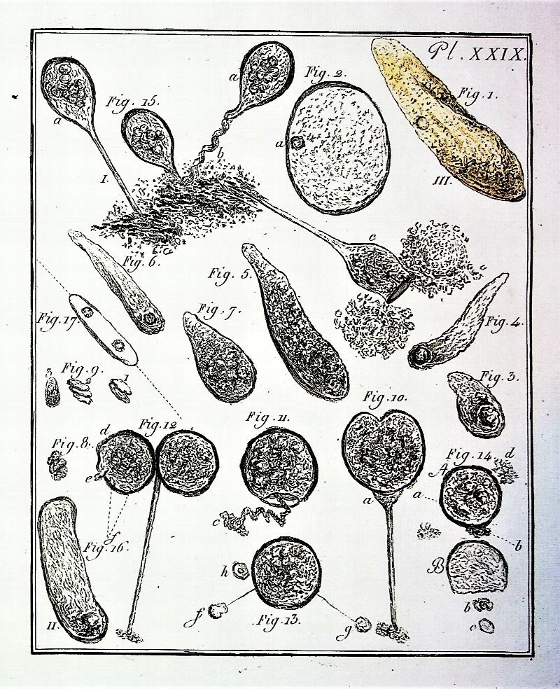 Image for Dissertation sur la generation, les animalcules spermatiques, et ceux d'infusions, avec des observations microscopiques sur le sperme, et wur les differrentes infusions, ouvrage traduit de l'allemand, orne de trente-quatre planches, dont plusieurs enluminees. [Dissertation on generation, spermatic animalcules, and those of infusions, with microscopic observations on sperm, and on the different infusions, work translated from German, adorned with thirty-four plates, several of which are colored].