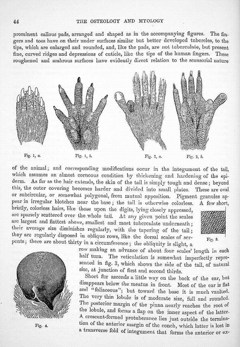 Image for On the Osteology and Myology of Didelphys Virginiana with an Appendix on the Brain, in Memoirs of the Boston Society of Natural History, Vol. II, Part I, No. III