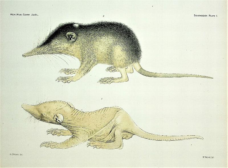 Image for Solenodon paradoxus, Memoirs of the Museum of Comparative Zoology at Harvard College, TOGETHER WITH Notes on Solenodon paradoxus Brandt, Bulletin of the American Museum of Natural History, New York