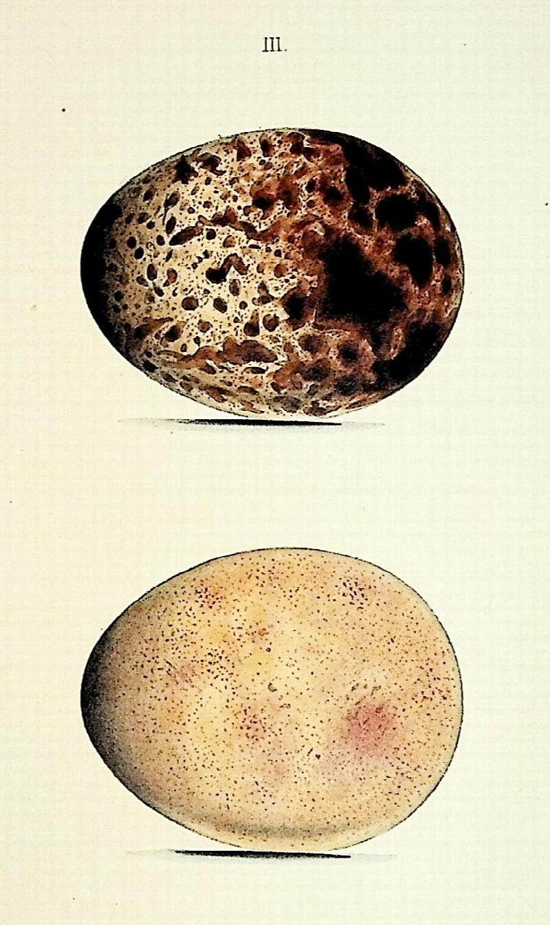 Image for Coloured Illustrations of the Eggs of British Birds