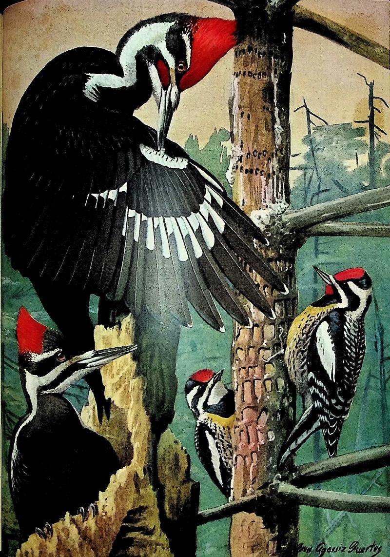Image for Birds of Massachusetts and Other New England States