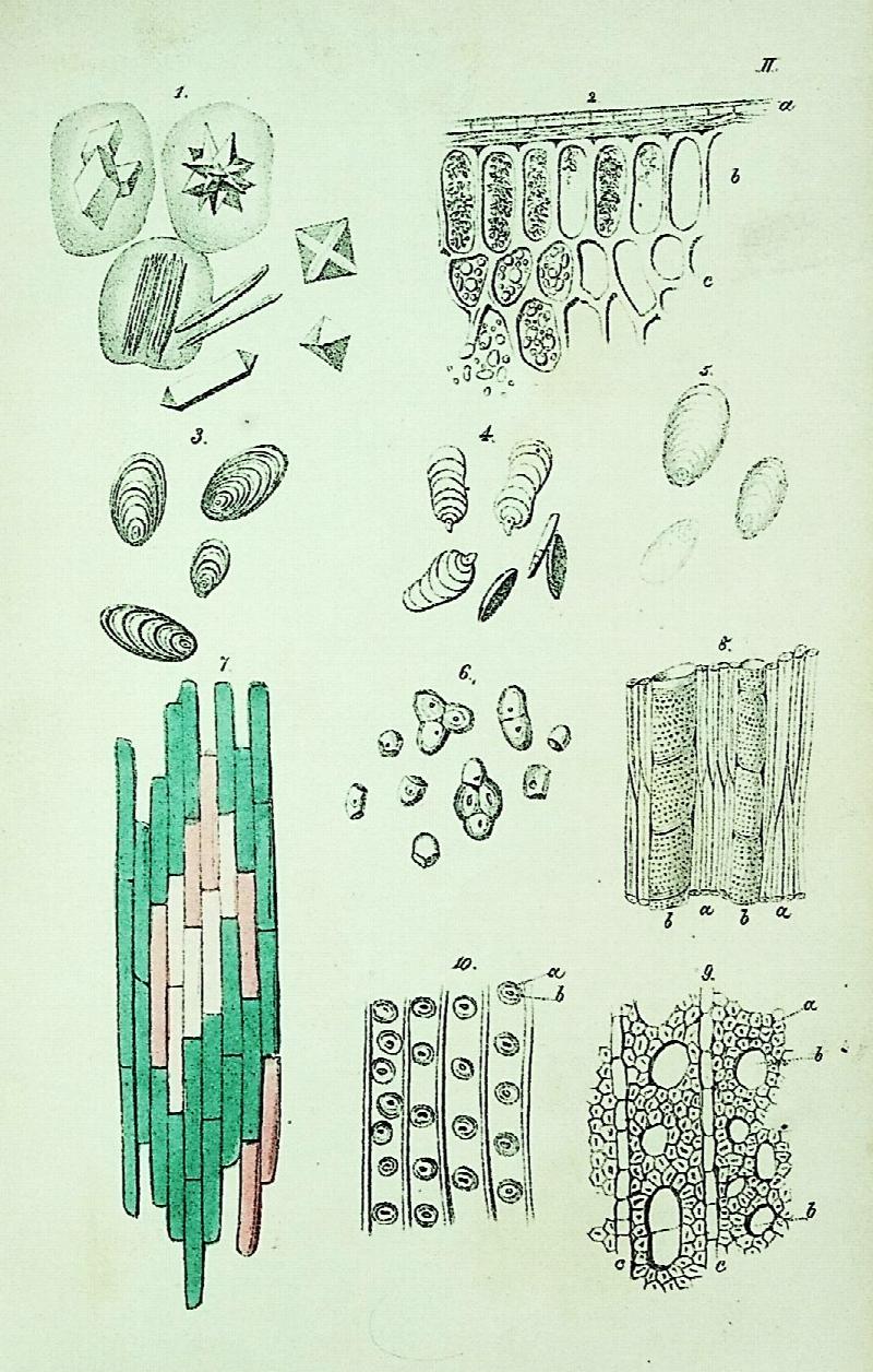 Image for Poetry of the Vegetable World. A Popular Exposition of the Science of Botany, and its Relation to Man