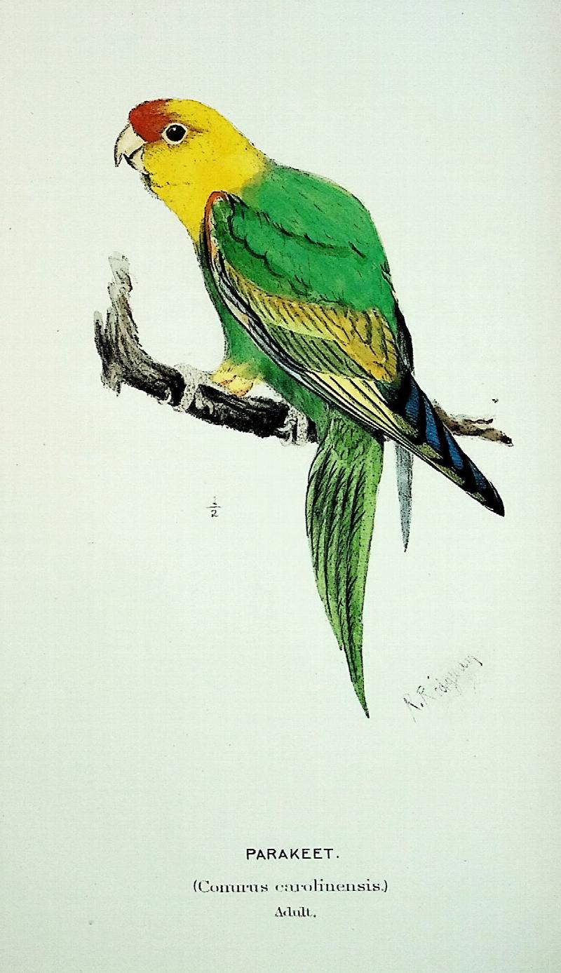 Image for A History of North American Birds: Land Birds