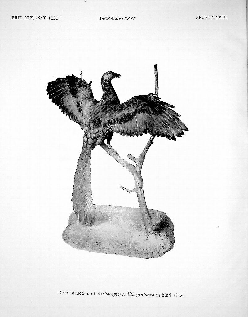 Image for Archaeopteryx Lithographica: A study Based Upon the British Museum Specimen