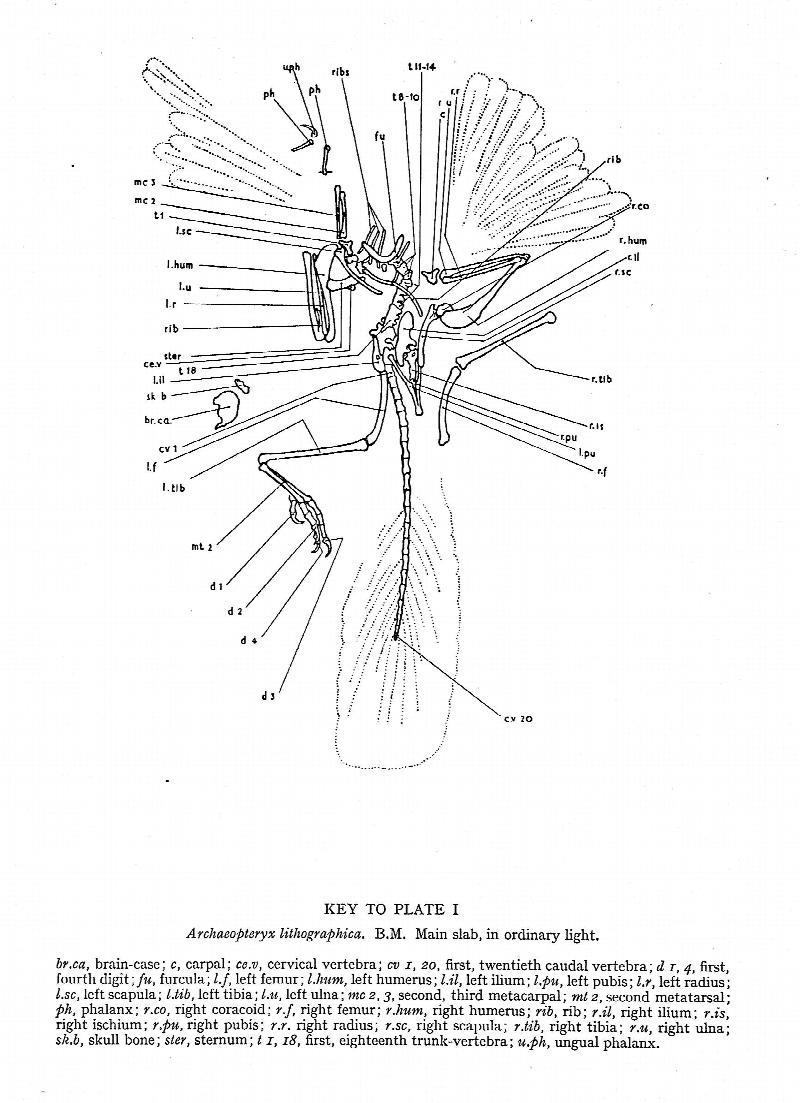 Archaeopteryx Lithographica A study Based Upon the British Museum Specimen