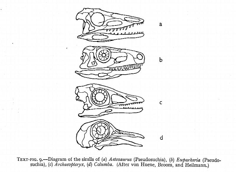 Archaeopteryx Lithographica A study Based Upon the British Museum Specimen