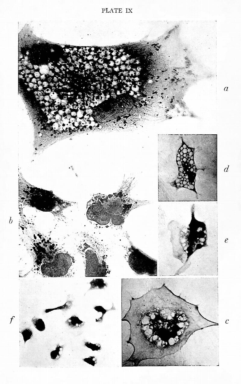 Image for General Cytology. A Textbook of Cellular Structure and Function for Students of Biology and Medicine