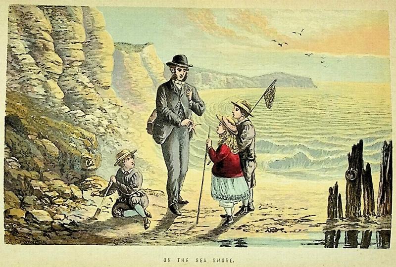 Image for Sea-Side Walks of a Naturalist with His Children. Illustrated with eight coloured plates and numerous wood engravings